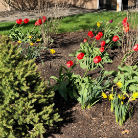 Spring Tulips 2019 2