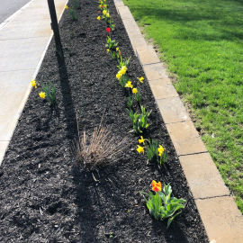 Tulips up East Drive 2019