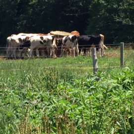 cows grazing