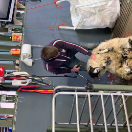 Sheep Shearing Sheep