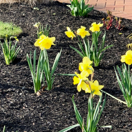 Flower bed Spring 2019