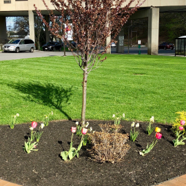 North Tree Spring 2019
