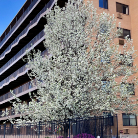 White Tree South Spring 2019